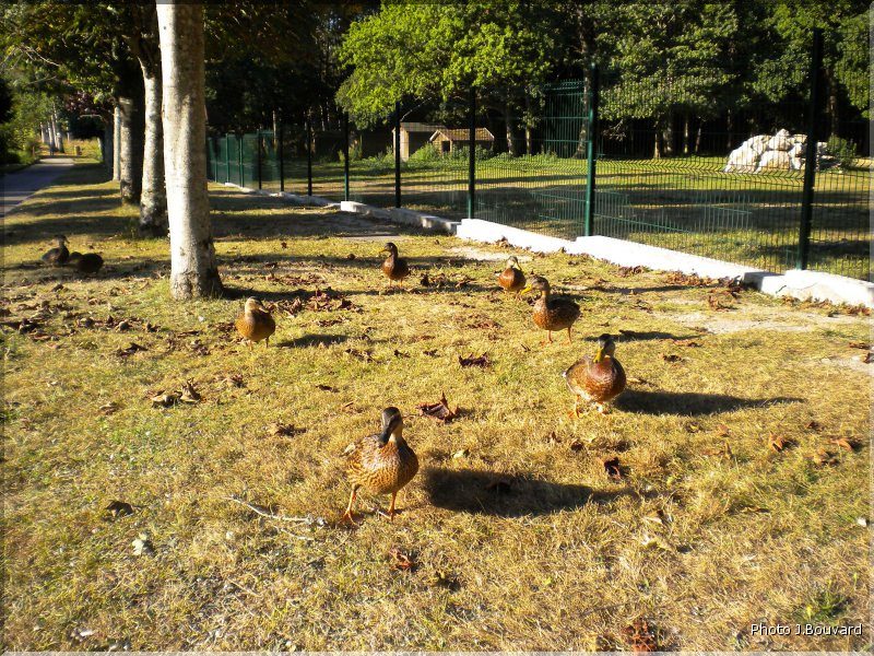 Bourges-Bouvard-107