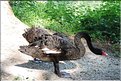 ACBlattner-018