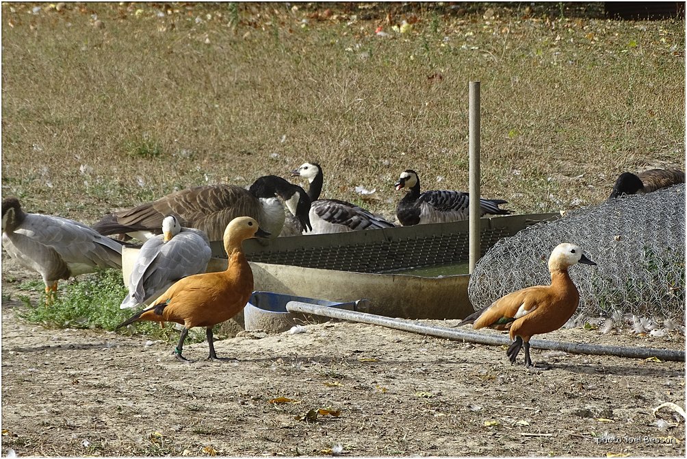 Castres-2017-120-JBesson